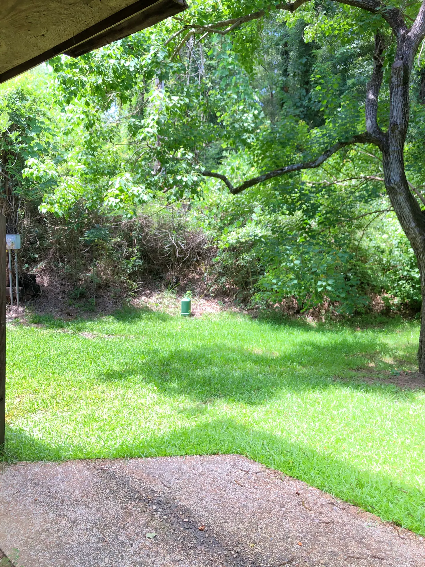 Shaded backyard lawn under mature trees